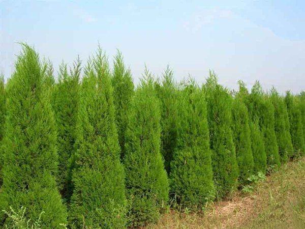 千头柏被种植在城市道路两侧作为隔离绿带,树形整齐划一,呈连续的球形轮廓,背景为现代城市建筑和行驶车辆,显示其在市政绿化中的广泛应用,地面铺设透水砖,树木周围设有保护围栏 千头柏在城市绿化中的实际应用场景