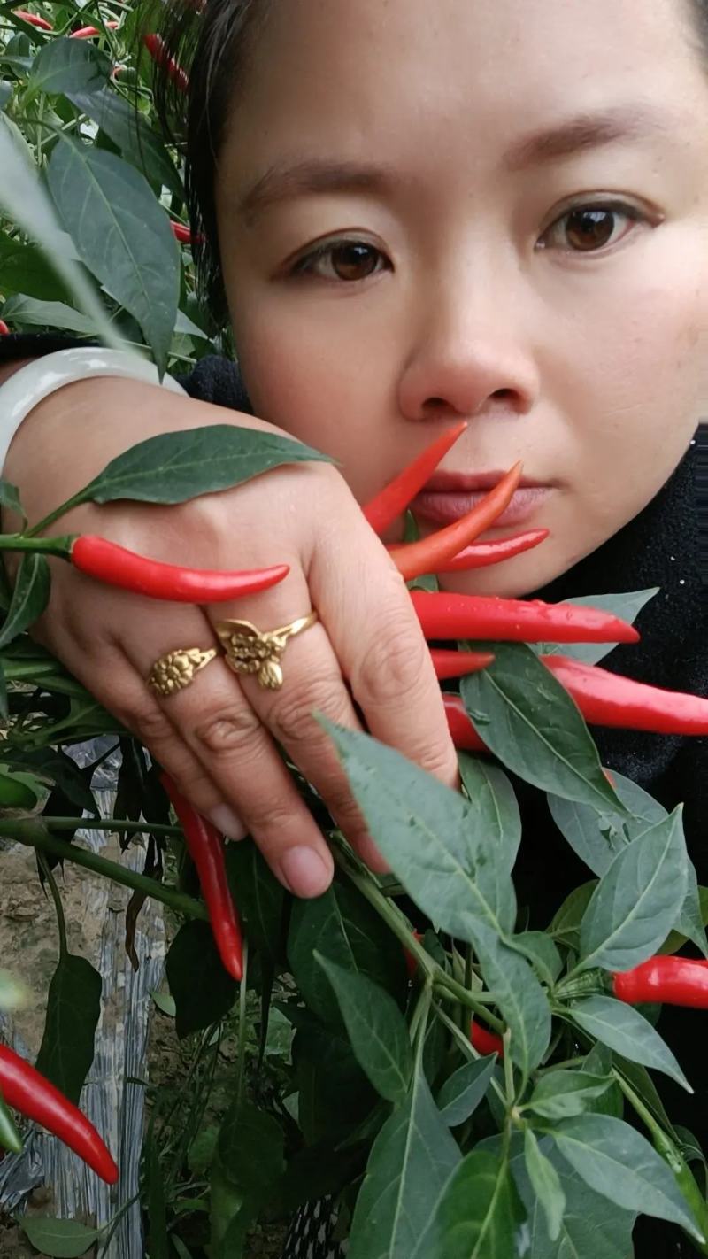 新苗小米辣种植基地，日产量百吨，价格便宜，质量保证