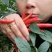 新苗小米辣种植基地，日产量百吨，价格便宜，质量保证