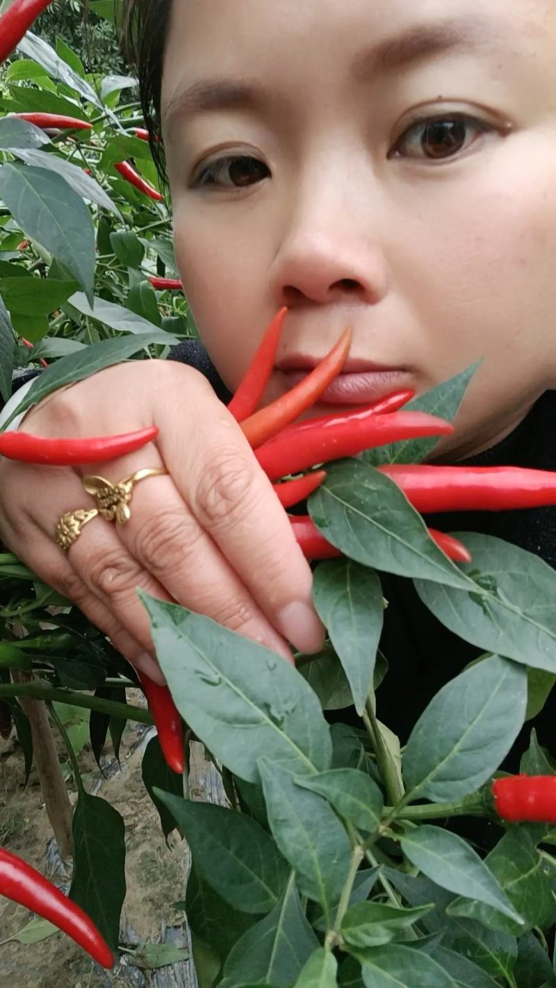 新苗小米辣种植基地，日产量百吨，价格便宜，质量保证
