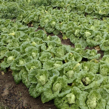 大量白菜上市