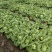 大量白菜上市