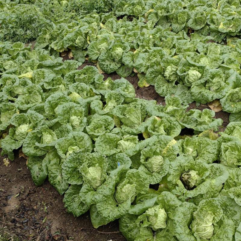 大量白菜上市
