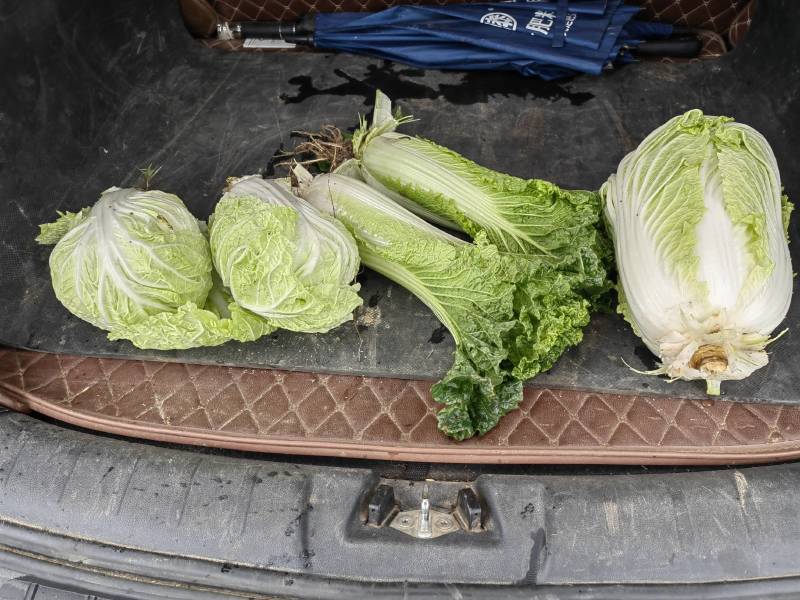 大量白菜上市