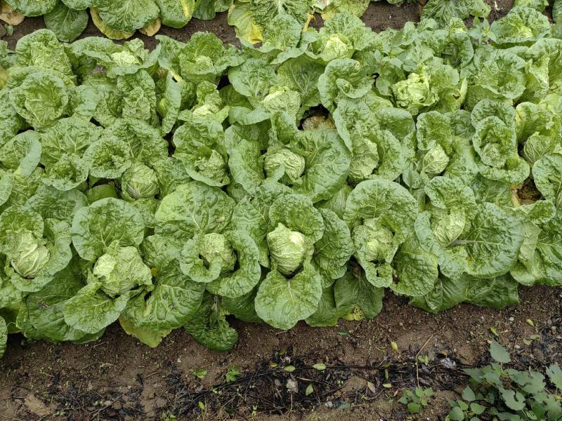 大量白菜上市
