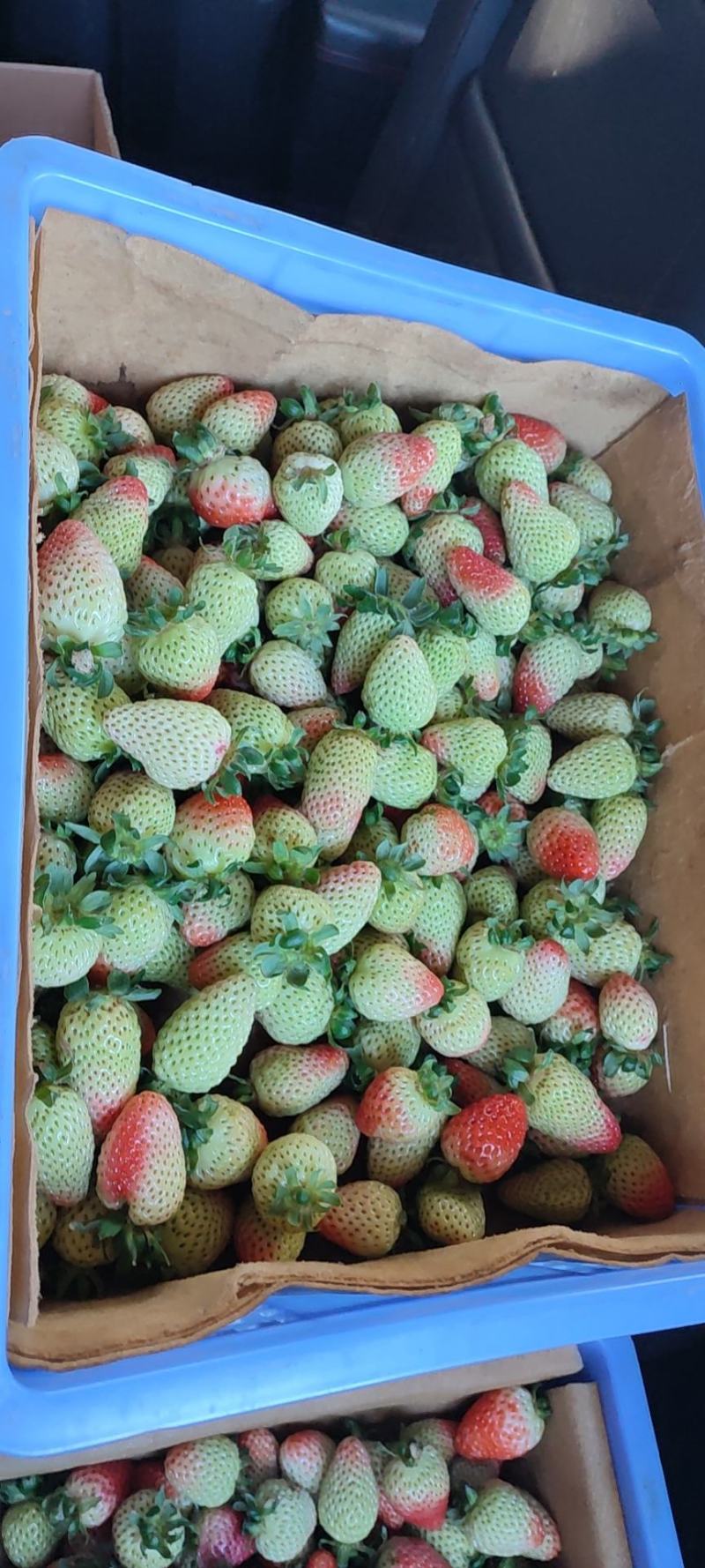 新鲜草莓