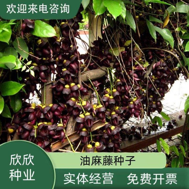新采油麻藤种子爬藤种子牛马藤种子护坡固土常绿油麻藤