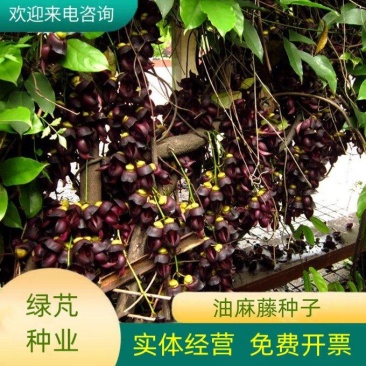 新采油麻藤种子爬藤种子牛马藤种子护坡固土常绿油麻藤