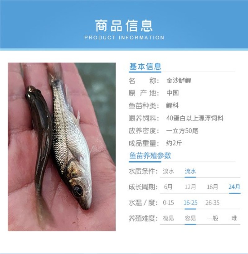四川眉山金沙鲈鲤规格齐全品质很好欢迎前来考察