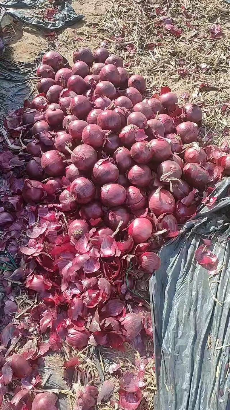 甘肃红皮洋葱，紫皮洋葱，原产地发货，电商市场大型批发