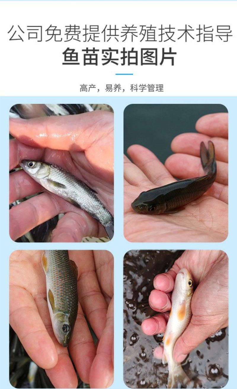 四川眉山天贵水产青龙棒规格齐全品质很好欢迎前来考察