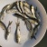 【推荐】鳊魚白鲢鱼苗花鲢鳙鱼边鱼苗各种淡水鱼苗全国包邮
