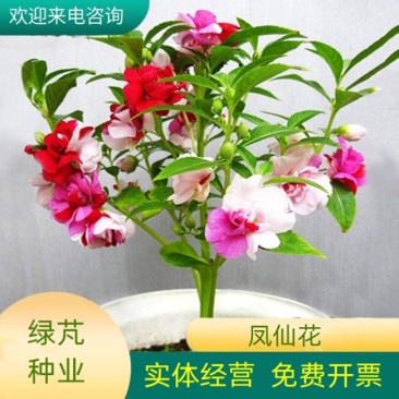 重瓣茶花凤仙花种子七彩指甲草指甲花盆栽四季开花易活花种籽