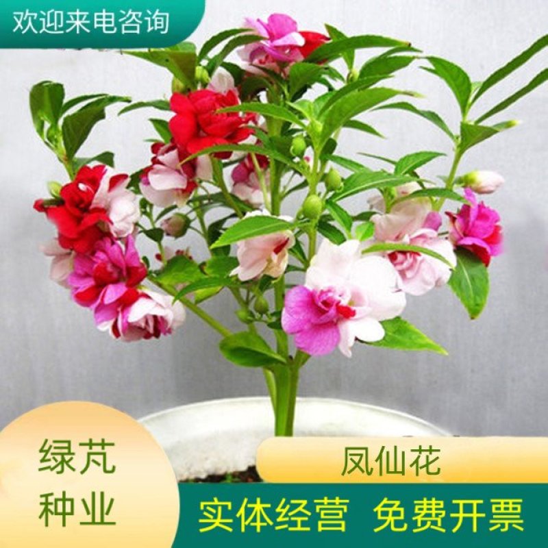 重瓣茶花凤仙花种子七彩指甲草指甲花盆栽四季开花易活花种籽