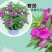 重瓣茶花凤仙花种子七彩指甲草指甲花盆栽四季开花易活花种籽