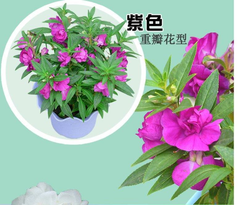 重瓣茶花凤仙花种子七彩指甲草指甲花盆栽四季开花易活花种籽