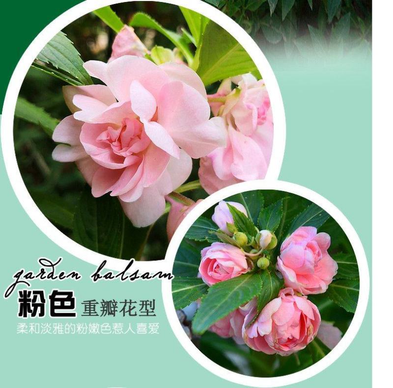 重瓣茶花凤仙花种子七彩指甲草指甲花盆栽四季开花易活花种籽