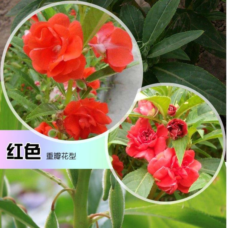 重瓣茶花凤仙花种子七彩指甲草指甲花盆栽四季开花易活花种籽