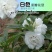 重瓣茶花凤仙花种子七彩指甲草指甲花盆栽四季开花易活花种籽