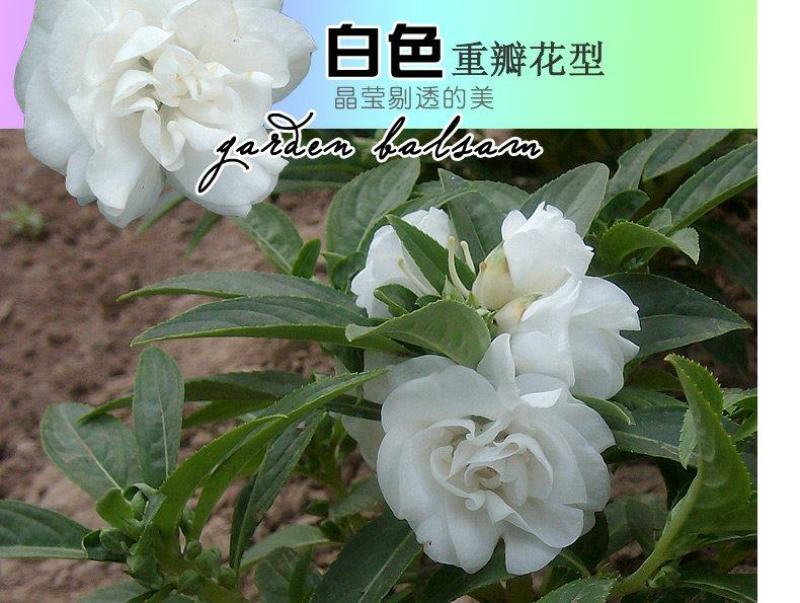 重瓣茶花凤仙花种子七彩指甲草指甲花盆栽四季开花易活花种籽
