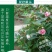 重瓣茶花凤仙花种子七彩指甲草指甲花盆栽四季开花易活花种籽