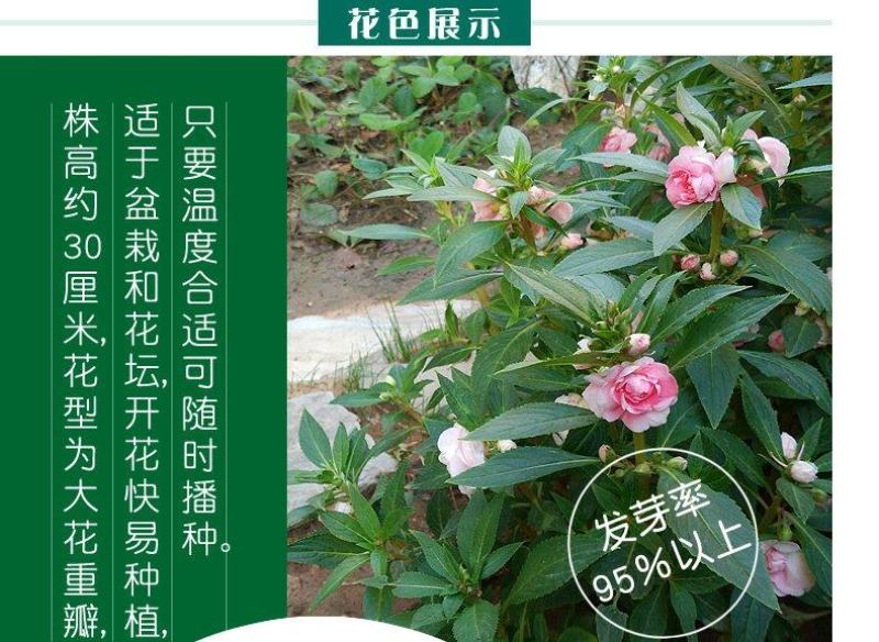 重瓣茶花凤仙花种子七彩指甲草指甲花盆栽四季开花易活花种籽