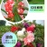 重瓣茶花凤仙花种子七彩指甲草指甲花盆栽四季开花易活花种籽