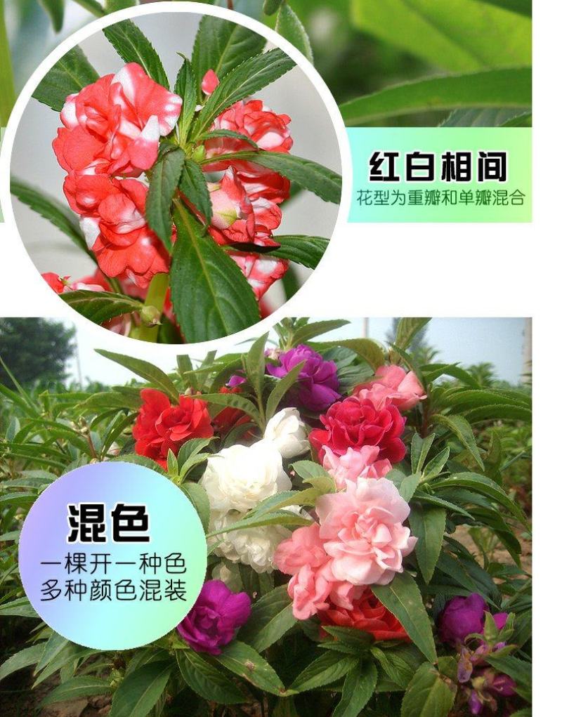 重瓣茶花凤仙花种子七彩指甲草指甲花盆栽四季开花易活花种籽