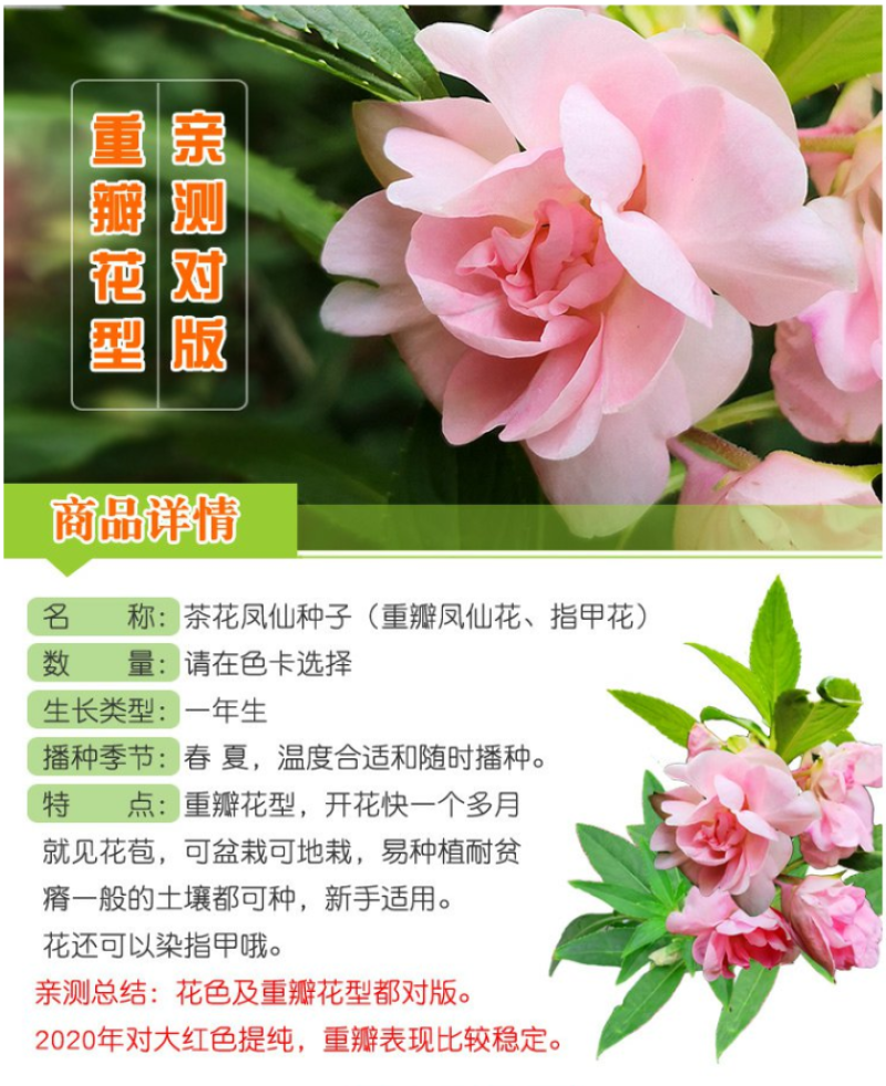 重瓣茶花凤仙花种子七彩指甲草指甲花盆栽四季开花易活花种籽
