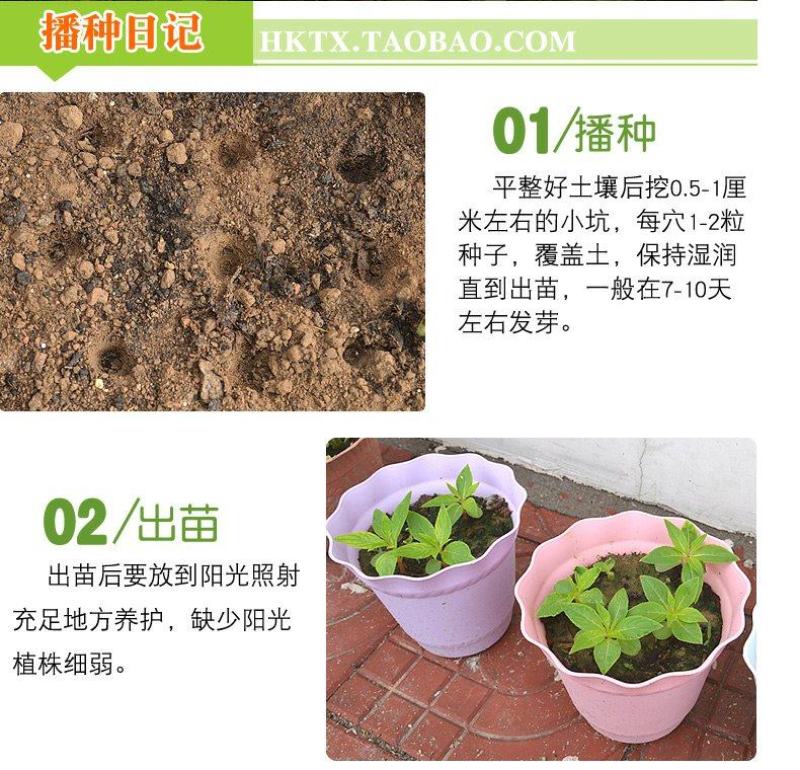 重瓣茶花凤仙花种子七彩指甲草指甲花盆栽四季开花易活花种籽