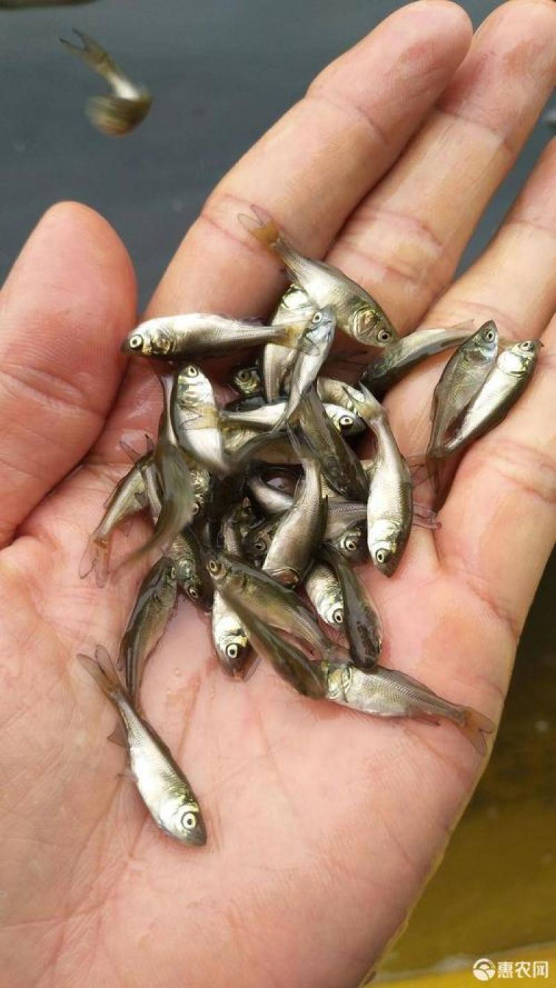 【推荐】鳊魚白鲢鱼苗花鲢鳙鱼边鱼苗各种淡水鱼苗全国包邮