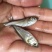 【推荐】鳊魚白鲢鱼苗花鲢鳙鱼边鱼苗各种淡水鱼苗全国包邮