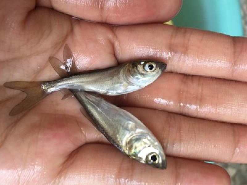 【推荐】鳊魚白鲢鱼苗花鲢鳙鱼边鱼苗各种淡水鱼苗全国包邮