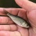 【推荐】鳊魚白鲢鱼苗花鲢鳙鱼边鱼苗各种淡水鱼苗全国包邮