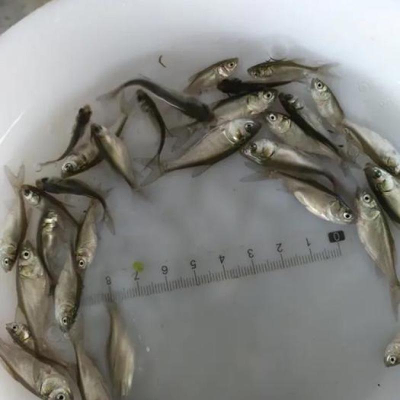 【推荐】鳊魚白鲢鱼苗花鲢鳙鱼边鱼苗各种淡水鱼苗全国包邮