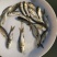 【推荐】鳊魚白鲢鱼苗花鲢鳙鱼边鱼苗各种淡水鱼苗全国包邮