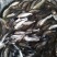 【推荐】鳊魚白鲢鱼苗花鲢鳙鱼边鱼苗各种淡水鱼苗全国包邮