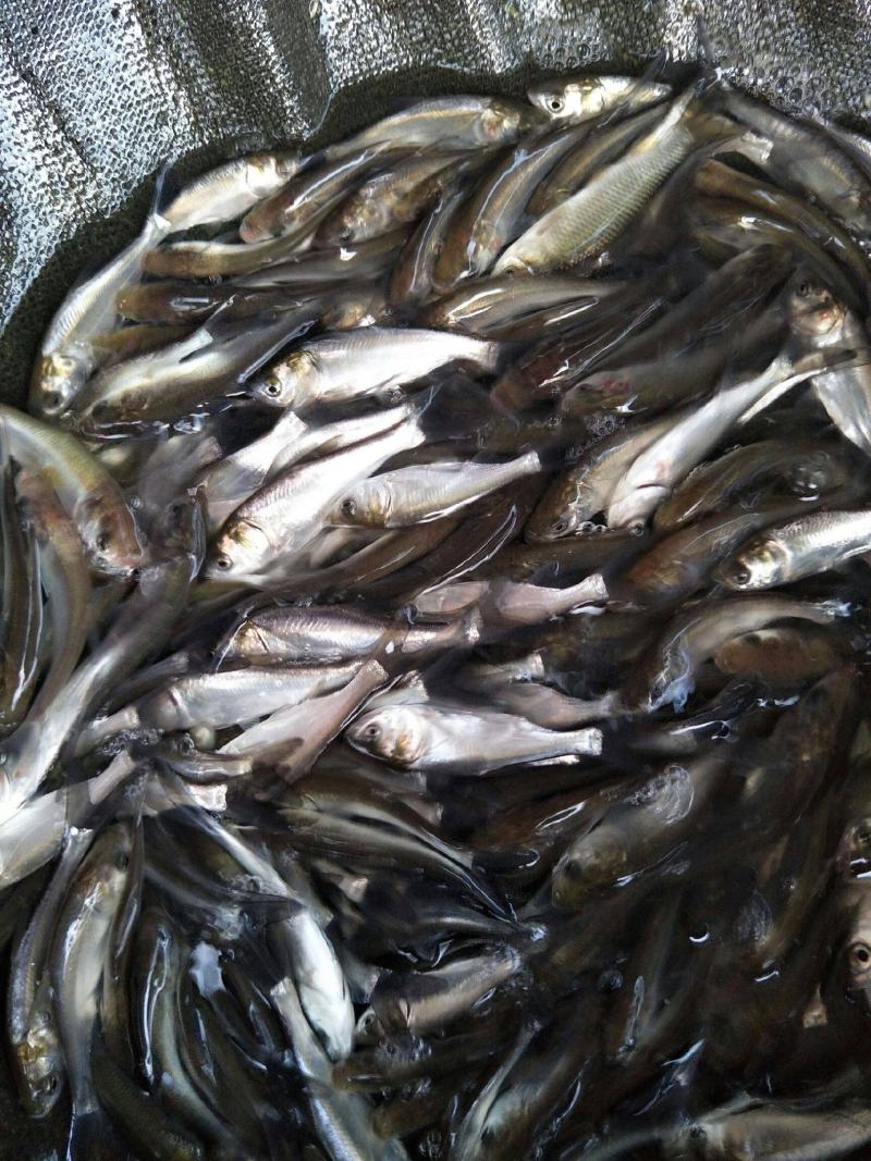 【推荐】鳊魚白鲢鱼苗花鲢鳙鱼边鱼苗各种淡水鱼苗全国包邮