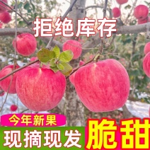 河北寒富苹果，脆甜多汁，货源充足，诚信经营，代收代发