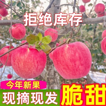 河北寒富苹果，脆甜多汁，货源充足，诚信经营，代收代发