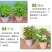 重瓣茶花凤仙花种子七彩指甲草指甲花盆栽四季开花易活花种籽