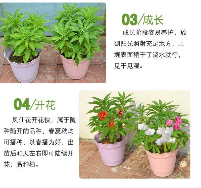 重瓣茶花凤仙花种子七彩指甲草指甲花盆栽四季开花易活花种籽
