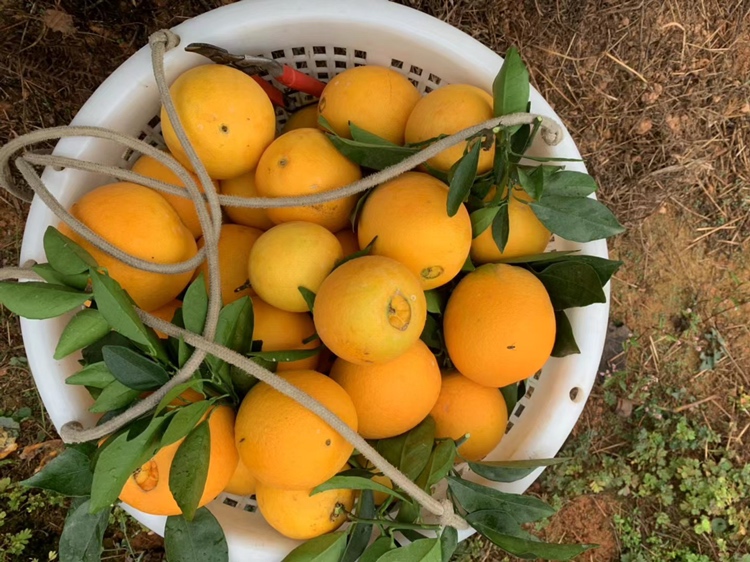 味美汁赣南脐橙品牌包装