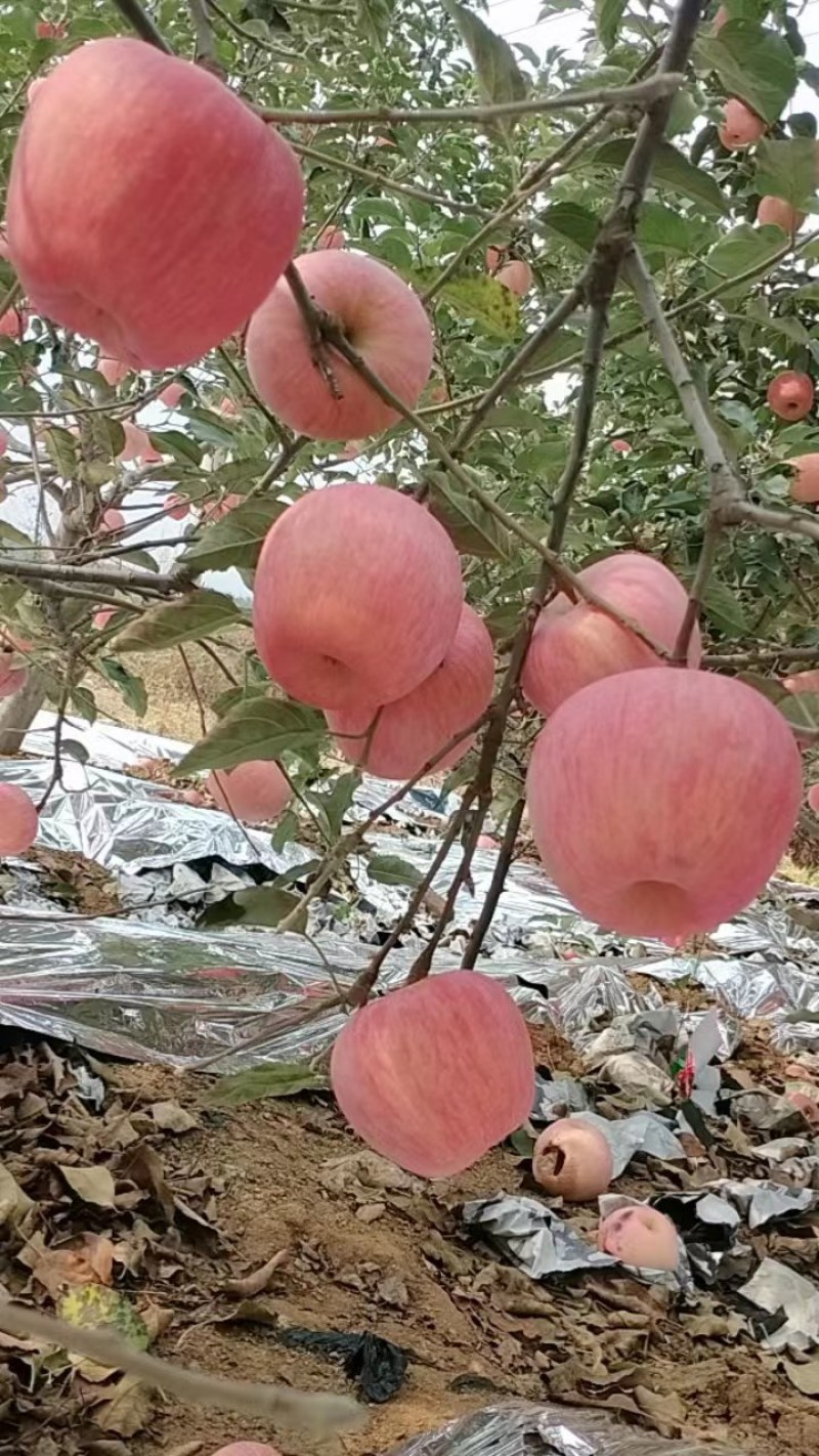 河北寒富苹果，脆甜多汁，货源充足，诚信经营，代收代发