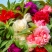 重瓣茶花凤仙花种子七彩指甲草指甲花盆栽四季开花易活花种籽