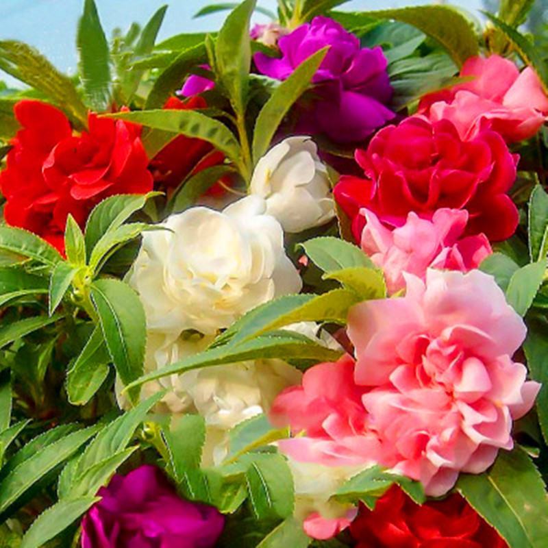 重瓣茶花凤仙花种子七彩指甲草指甲花盆栽四季开花易活花种籽