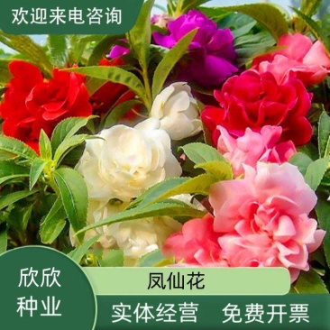 重瓣凤仙花种籽室外花种籽子四季播种开花指甲花籽盆栽庭院花