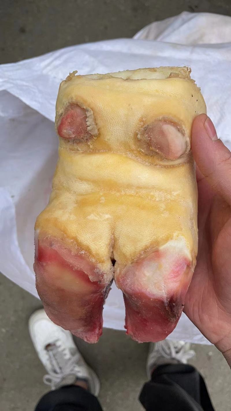 清真食品批发牛掌牛蹄掌清水褪毛带牛蹄筋富含胶原蛋白质