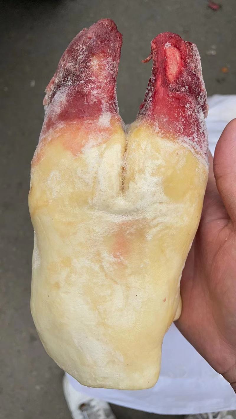 清真食品批发牛掌牛蹄掌清水褪毛带牛蹄筋富含胶原蛋白质