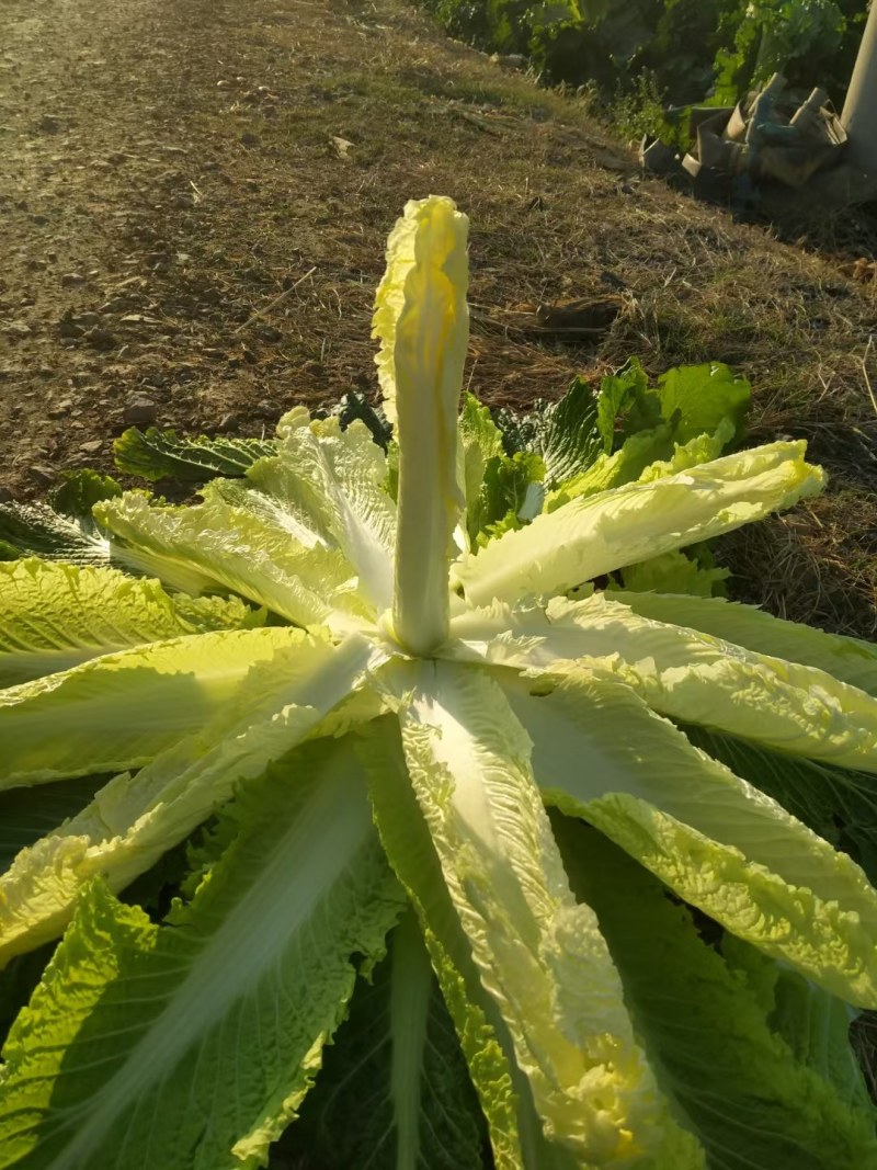 竹筒白菜大量上市中，欢迎各地朋友来电